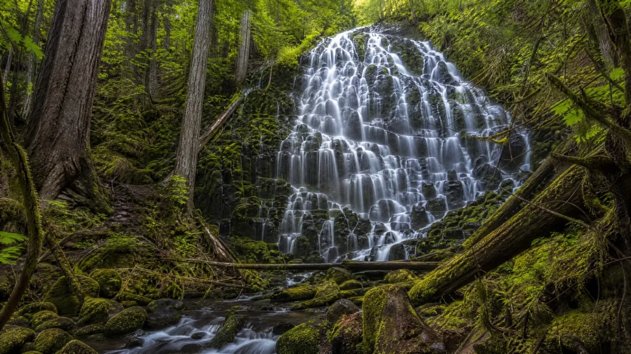 Ramona Falls spilling over dark basalt steps in a mossy forest