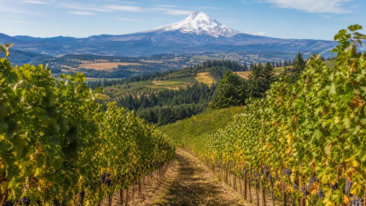 Vineyard rows on a sunny hillside with Mount Hood in the distance